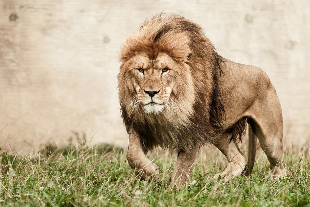 La dynastie du roi des animaux – La science infuse